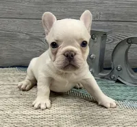 Simon- Cream, a female French Bulldog for sale in Richmond, KY – Photo 1 of 4