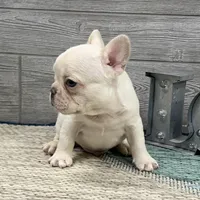 Simon- Cream, a female French Bulldog for sale in Richmond, KY – Photo 4 of 4