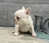 Simon- Cream, a female French Bulldog for sale in Richmond, KY – Photo 4 of 4