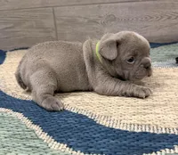 Pluto- LILAC, a male French Bulldog for sale in Richmond, KY – Photo 4 of 4