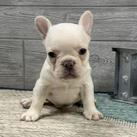 Simon- Cream, a female French Bulldog for sale in Richmond, KY – Photo 3 of 4