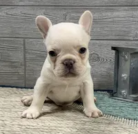 Simon- Cream, a female French Bulldog for sale in Richmond, KY – Photo 3 of 4