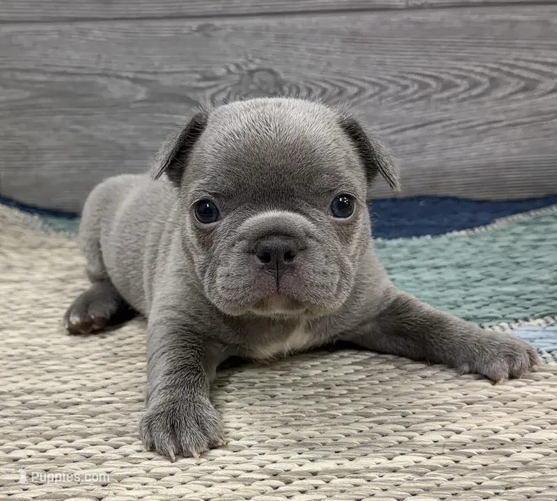 Pluto- LILAC – French Bulldog puppy for sale in Richmond, KY