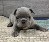 Pluto- LILAC, a male French Bulldog for sale in Richmond, KY – Photo 3 of 4