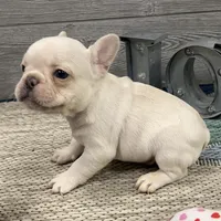 Simon- Cream, a female French Bulldog for sale in Richmond, KY – Photo 2 of 4