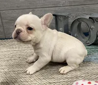 Simon- Cream, a female French Bulldog for sale in Richmond, KY – Photo 2 of 4