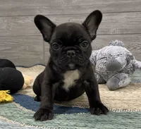Alice 🐾Brindle🐾BGF, a female French Bulldog for sale in Richmond, KY – 1 of 5