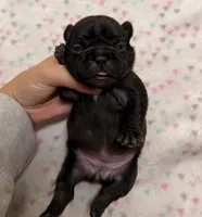 Libby- Black, a female French Bulldog for sale in Richmond, KY – 5 of 5
