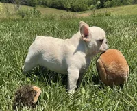 Lance- Cream, a male French Bulldog for sale in Richmond, KY – 5 of 5