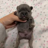 Lightning- blue tan point, a male French Bulldog for sale in Richmond, KY – 6 of 6