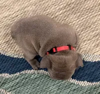 Pepper- BLUE, a male French Bulldog for sale in Richmond, KY – Photo 3 of 4