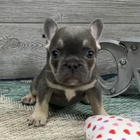 Alvin- Blue Tan Point, a male French Bulldog for sale in Richmond, KY – Photo 3 of 4