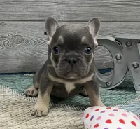 Alvin- Blue Tan Point, a male French Bulldog for sale in Richmond, KY – Photo 3 of 4