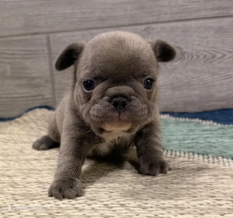 Pepper- BLUE – French Bulldog puppy for sale in Richmond, KY
