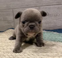 Pepper- BLUE, a male French Bulldog for sale in Richmond, KY – Photo 1 of 4
