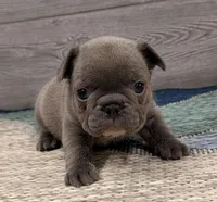 Pepper- BLUE, a male French Bulldog for sale in Richmond, KY – Photo 2 of 4