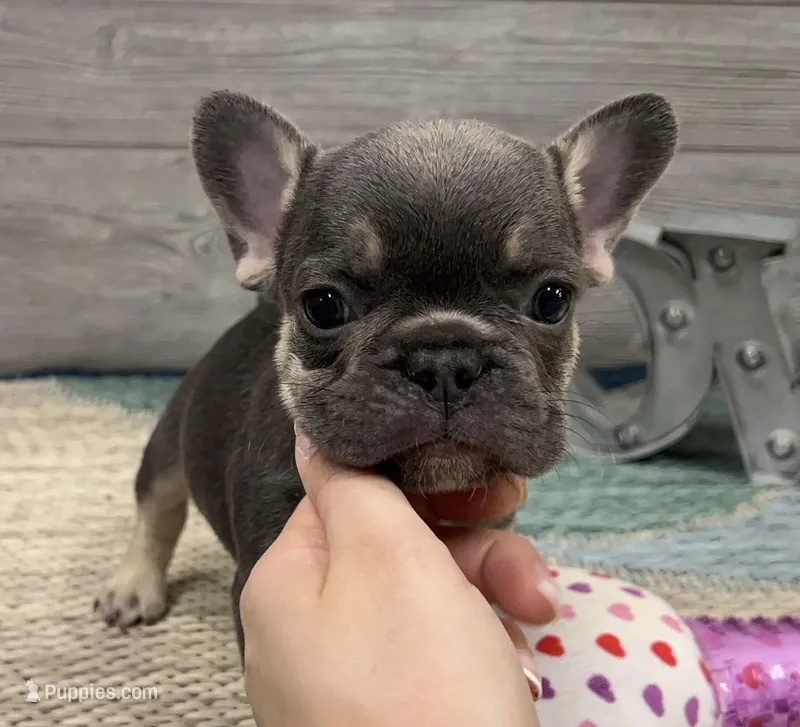 Alvin- Blue Tan Point