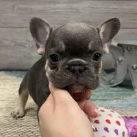 Alvin- Blue Tan Point, a male French Bulldog for sale in Richmond, KY – Photo 1 of 4