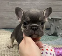 Alvin- Blue Tan Point, a male French Bulldog for sale in Richmond, KY – Photo 1 of 4