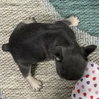 Alvin- Blue Tan Point, a male French Bulldog for sale in Richmond, KY – Photo 4 of 4