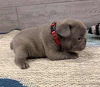 Pepper- BLUE, a male French Bulldog for sale in Richmond, KY – Photo 4 of 4