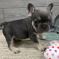 Alvin- Blue Tan Point, a male French Bulldog for sale in Richmond, KY – Photo 2 of 4
