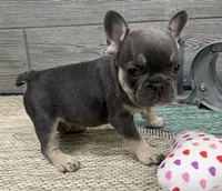 Alvin- Blue Tan Point, a male French Bulldog for sale in Richmond, KY – Photo 2 of 4