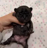 Lola- Black, a female French Bulldog for sale in Richmond, KY – 2 of 5