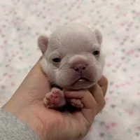 Lucky- Cream, a male French Bulldog for sale in Richmond, KY – 4 of 5
