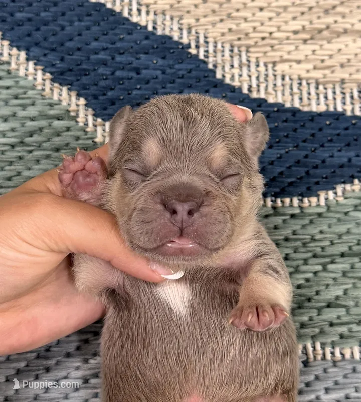 Eric- Lilac Tan Point – French Bulldog puppy for sale in Richmond, KY