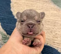 Eric- Lilac Tan Point, a male French Bulldog for sale in Richmond, KY – Photo 2 of 5