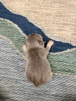 Eric- Lilac Tan Point, a male French Bulldog for sale in Richmond, KY – Photo 5 of 5