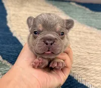 Eric- Lilac Tan Point, a male French Bulldog for sale in Richmond, KY – Photo 4 of 5