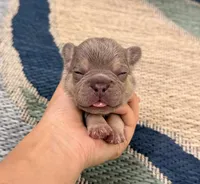 Eric- Lilac Tan Point, a male French Bulldog for sale in Richmond, KY – Photo 3 of 5