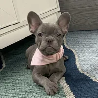 Daphne- Lilac, a female French Bulldog for sale in Richmond, KY – Photo 2 of 4