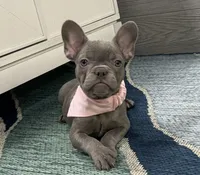 Daphne- Lilac, a female French Bulldog for sale in Richmond, KY – Photo 2 of 4