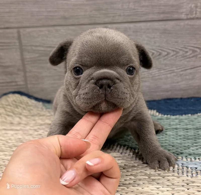 Pickles- Blue Male – French Bulldog puppy for sale in Richmond, KY