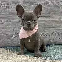 Daphne- Lilac, a female French Bulldog for sale in Richmond, KY – Photo 4 of 4