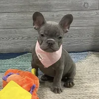 Daphne- Lilac, a female French Bulldog for sale in Richmond, KY – Photo 1 of 4