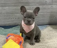 Daphne- Lilac, a female French Bulldog for sale in Richmond, KY – Photo 1 of 4