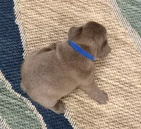 Pickles- Blue Male, a male French Bulldog for sale in Richmond, KY – Photo 5 of 5