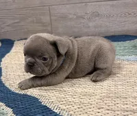 Pickles- Blue Male, a male French Bulldog for sale in Richmond, KY – Photo 4 of 5