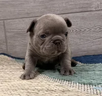Pickles- Blue Male, a male French Bulldog for sale in Richmond, KY – Photo 3 of 5