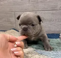 Pickles- Blue Male, a male French Bulldog for sale in Richmond, KY – Photo 2 of 5