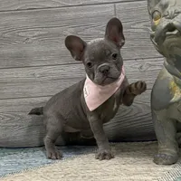 Daphne- Lilac, a female French Bulldog for sale in Richmond, KY – Photo 3 of 4