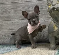 Daphne- Lilac, a female French Bulldog for sale in Richmond, KY – Photo 3 of 4