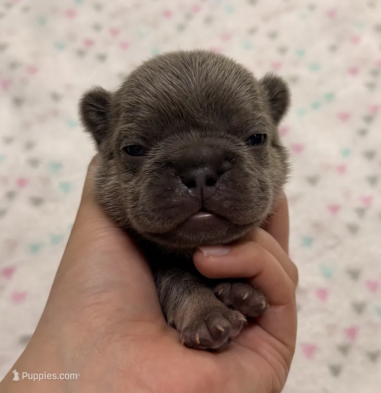 Lightning- blue tan point – French Bulldog puppy for sale in Richmond, KY