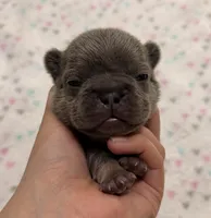 Lightning- blue tan point, a male French Bulldog for sale in Richmond, KY – 1 of 6