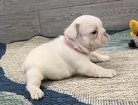 Peaches 🐾Cream🐾BGF, a female French Bulldog for sale in Richmond, KY – Photo 4 of 4