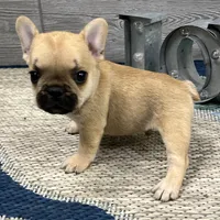 Link🐾Red🐾BGF, a male French Bulldog for sale in Richmond, KY – Photo 4 of 4